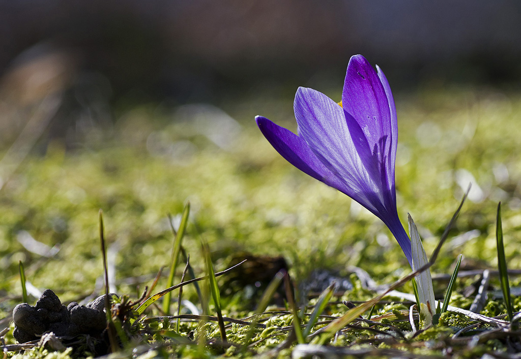 Crocus Selvatica #2