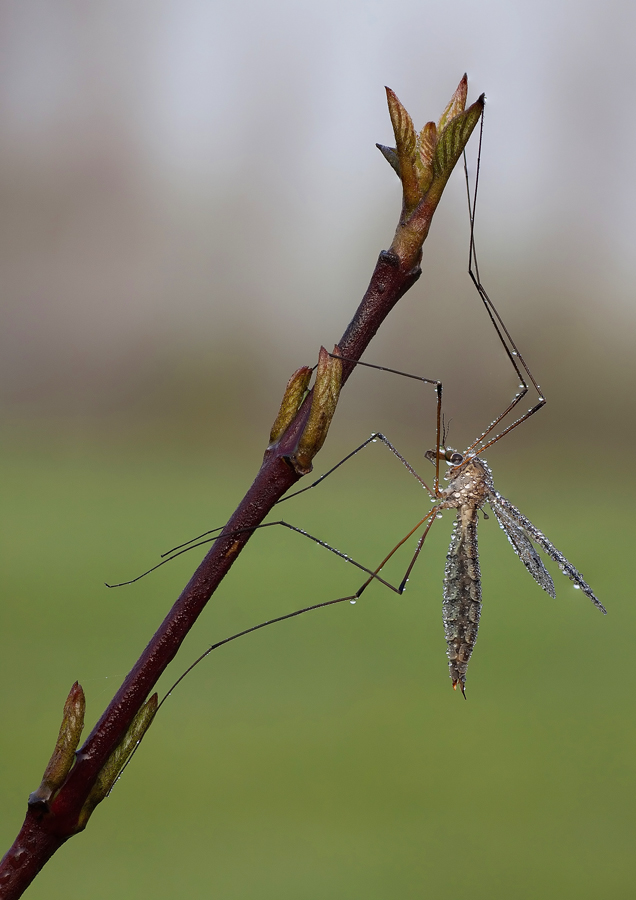 7 scatti per togliere la ruggine...