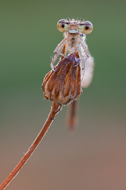 Il sorriso della damigella...