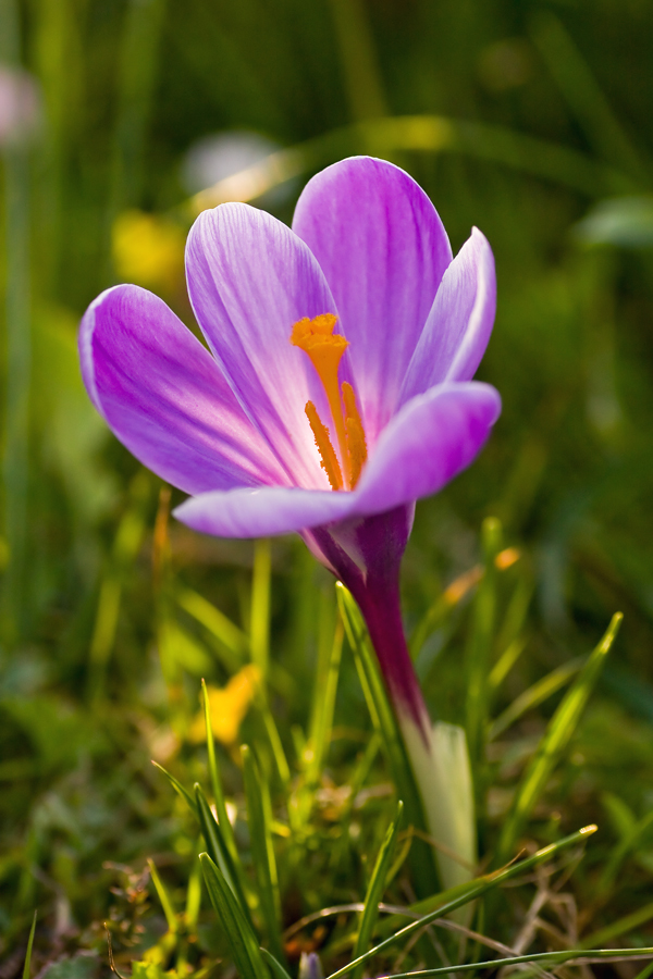 Crocus IV