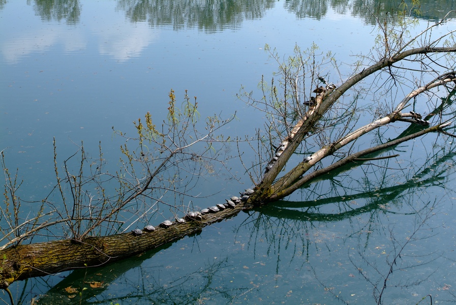 Siesta al lago