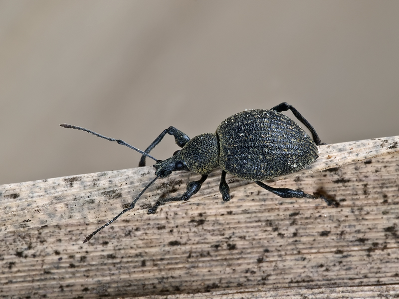 coleottero-otiorrhynchus niger#2