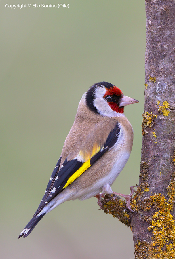Cardellino (Carduelis carduelis)