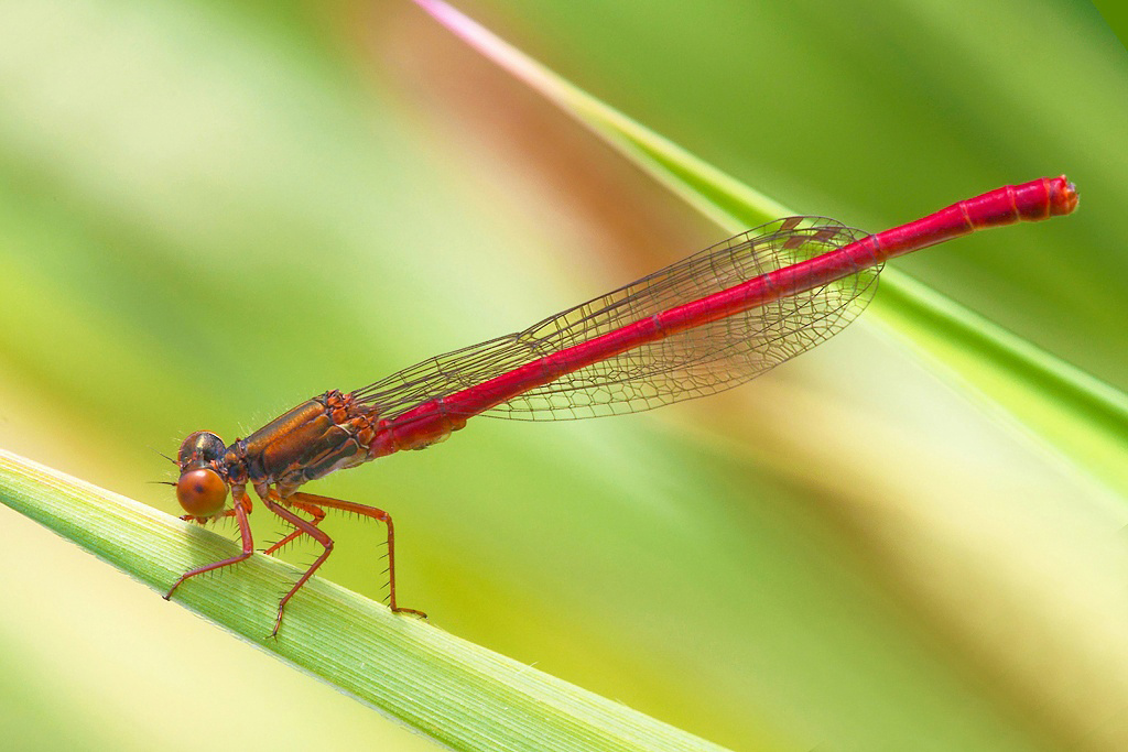 ...Sempre Pi� Rossa...!!!