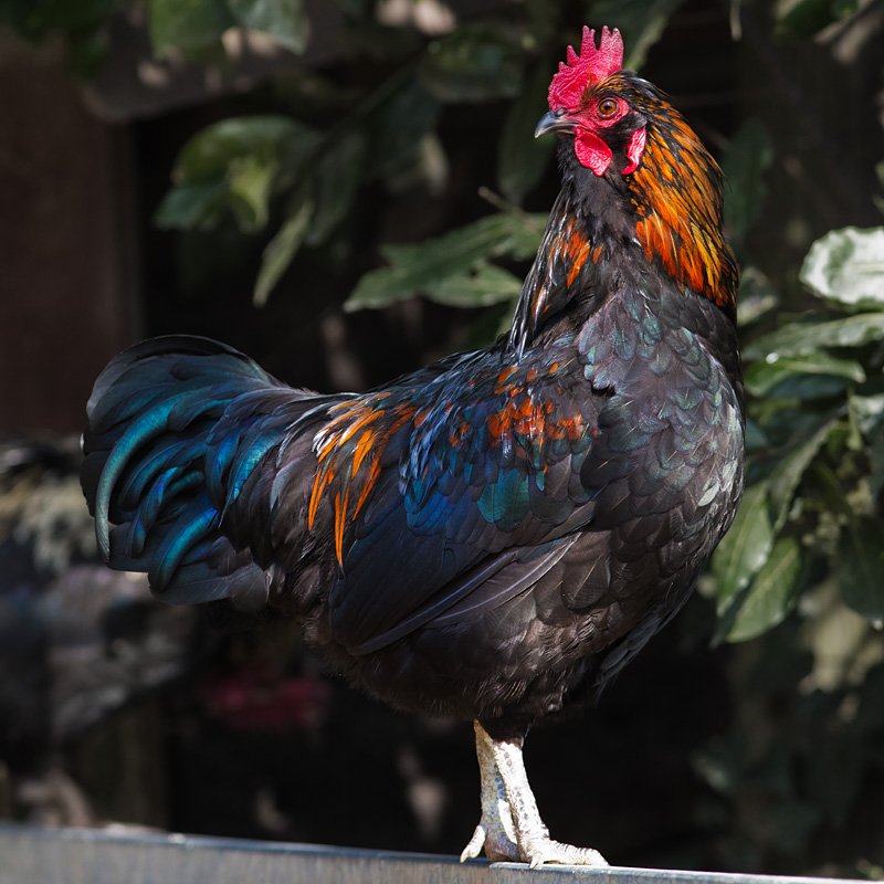 Chicchirichiiiiiiiii