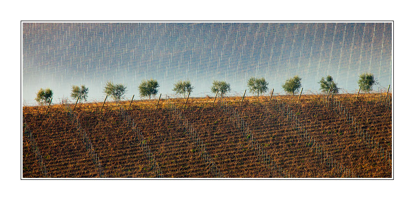 Dieci piccoli alberi