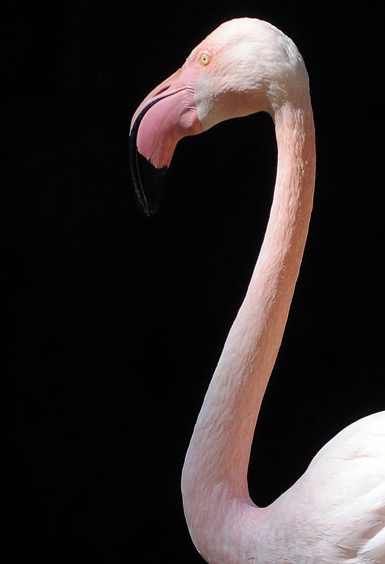 Fenicottero rosa