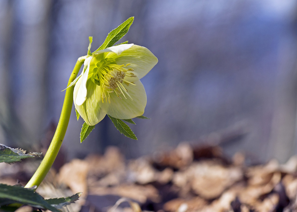 Helleborus
