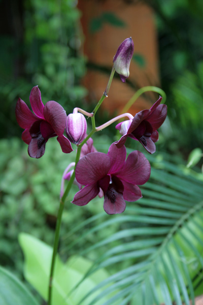 Orchidea