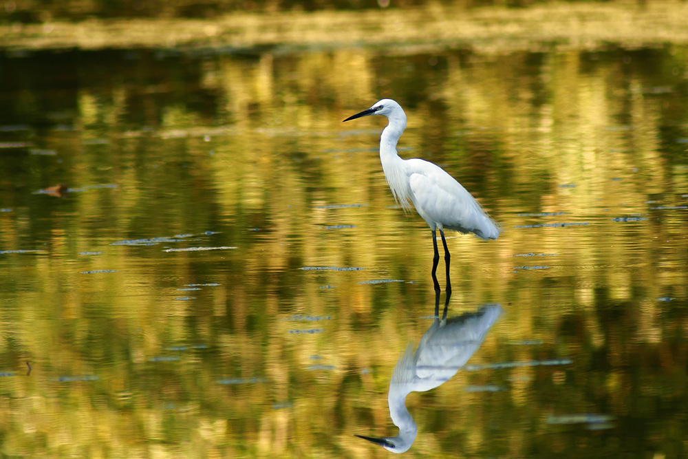Garzetta al tramonto