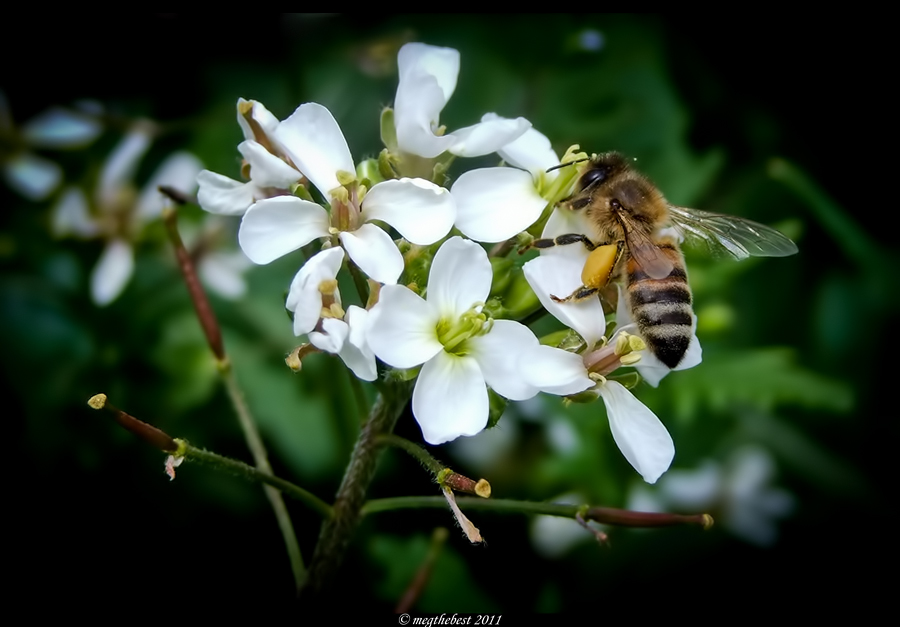 Con la primavera inizia la raccolta di miele