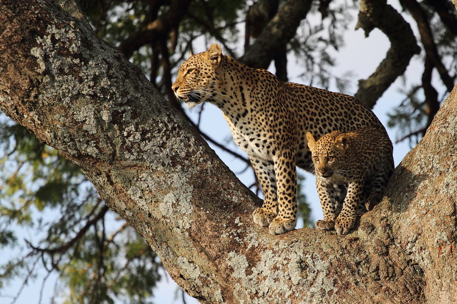 leopardi: tale madre...