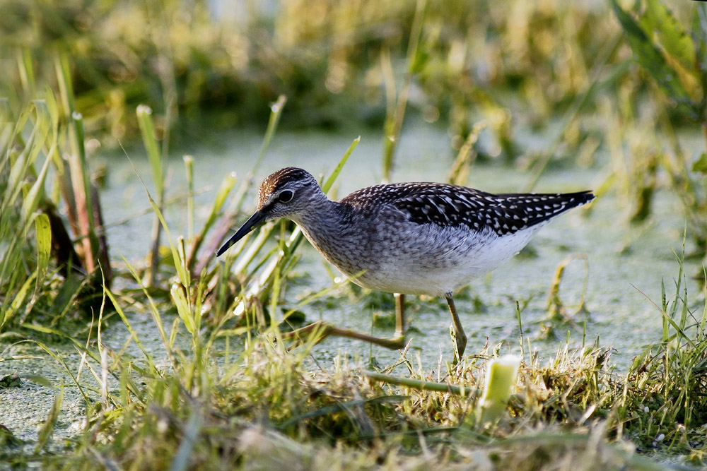 primo piano di piro piro