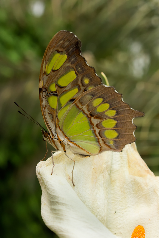 la farfalla sulla calla