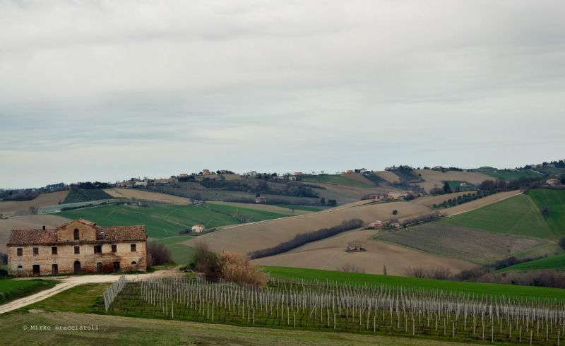 Colline Marchigiane_01