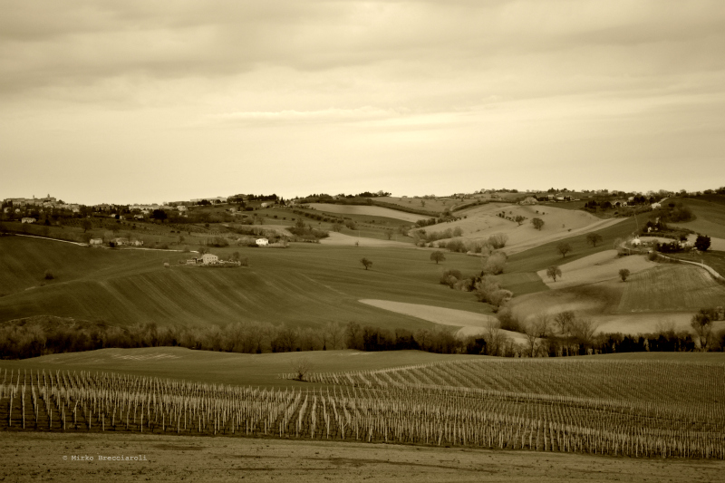 Colline Marchigiane_02