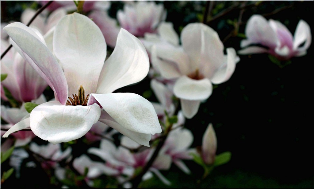 magnolia