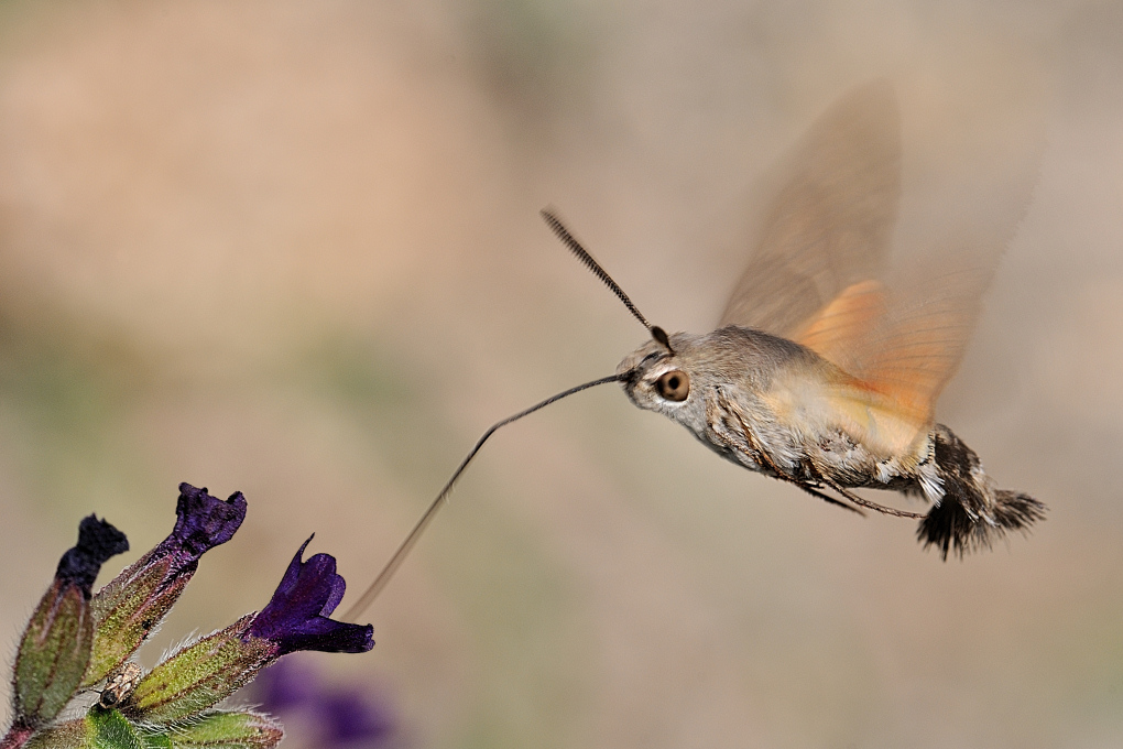 macroglossa stellatarum