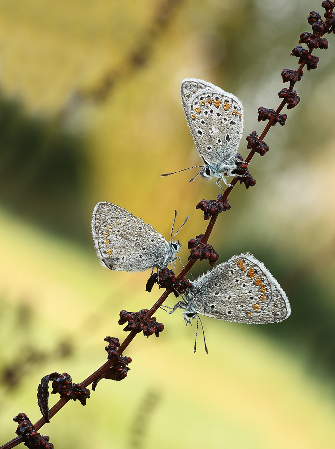 "Briscola". Mi gioco il carico di farfalle...