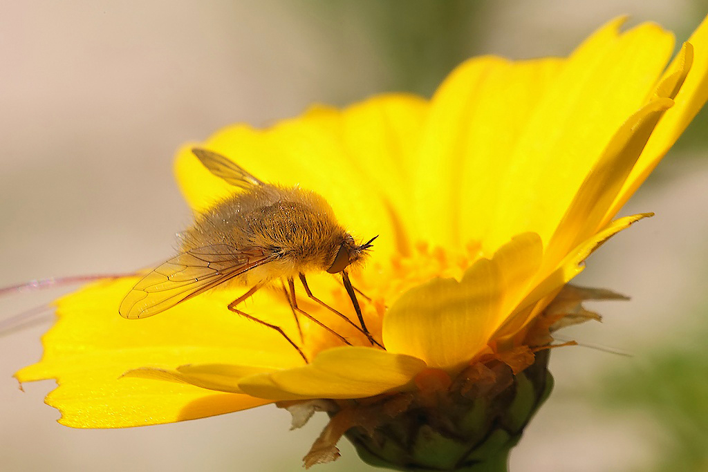 ...Sembra Un Pulcino...!!!