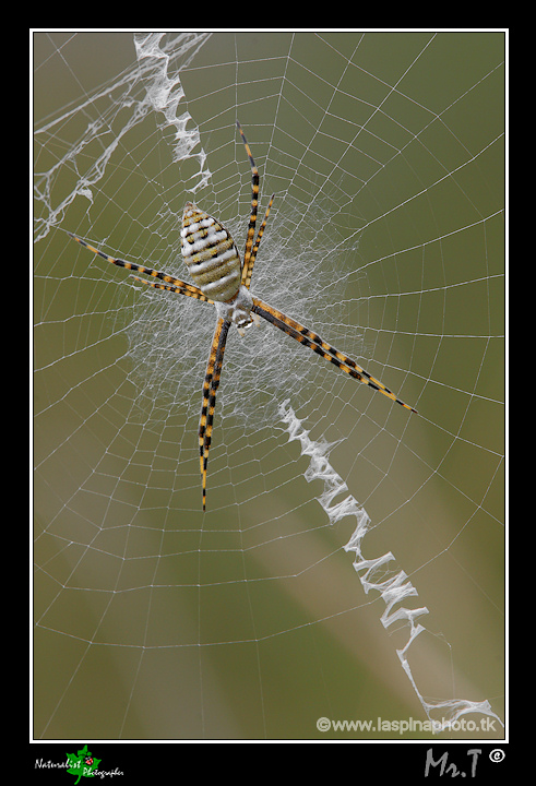 ...Piccola Argiope trifasciata...