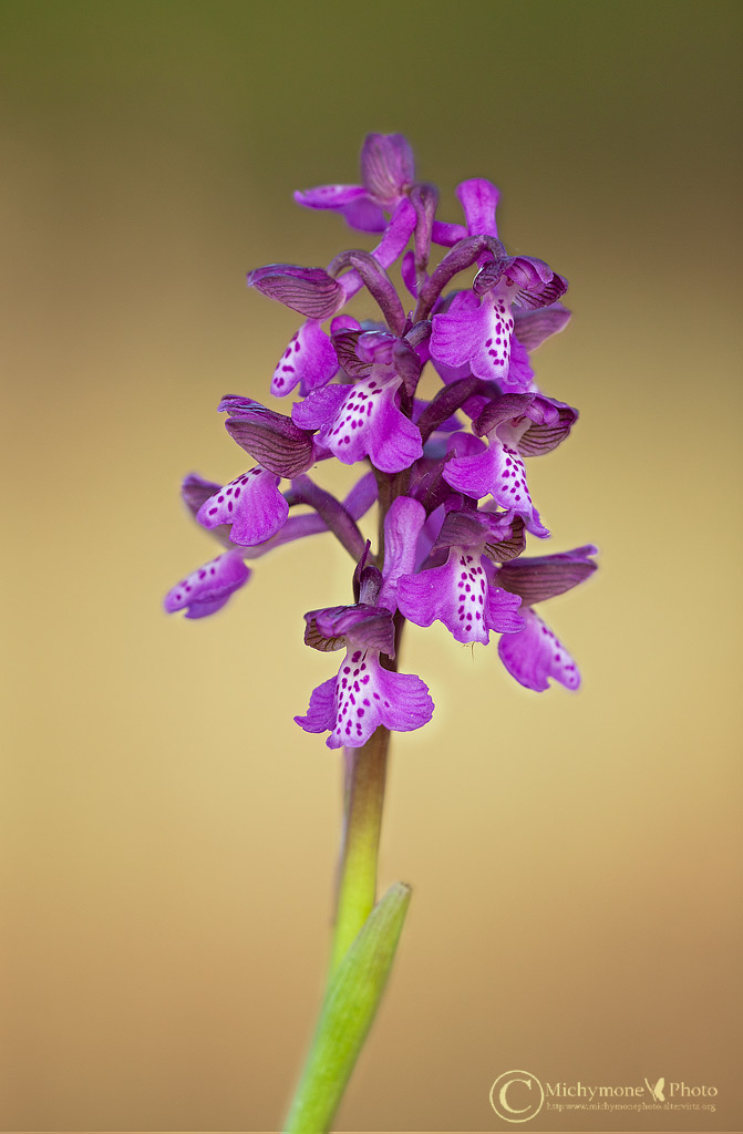 Orchis Mascula