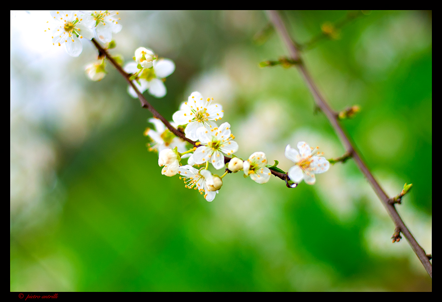 prima fioritura 2011