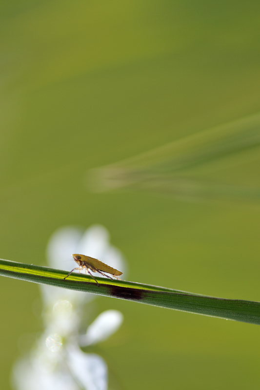insetto su macchia bianca