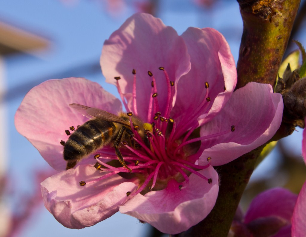 ape su fiori di pesco