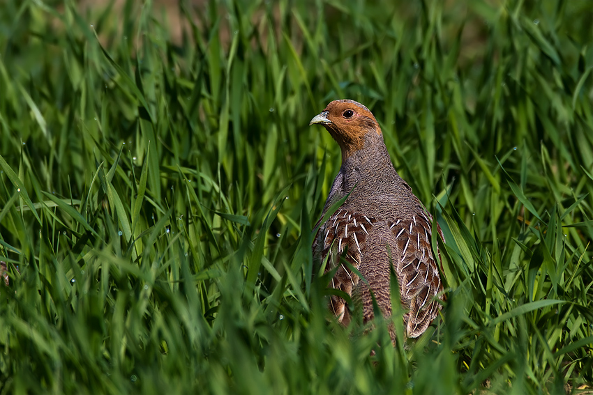 Perdix Perdix (Starna)