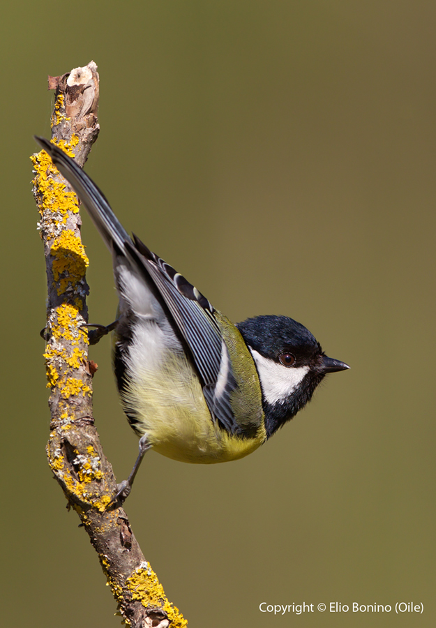 Cinciallegra (Parus major)