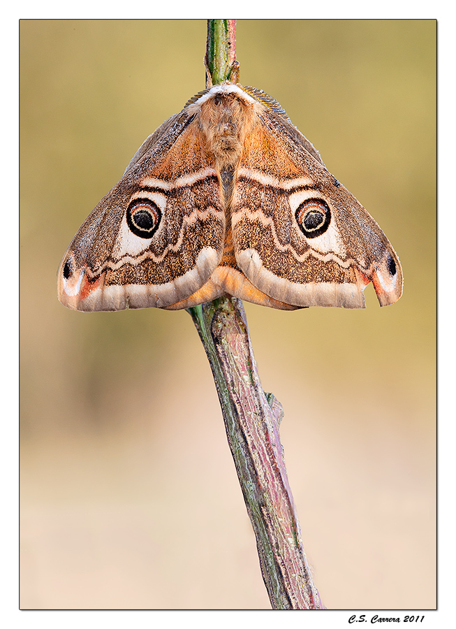 Ciao, .... mi chiamo Gaia .... e tu?