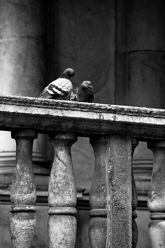 Amore in bianco e nero