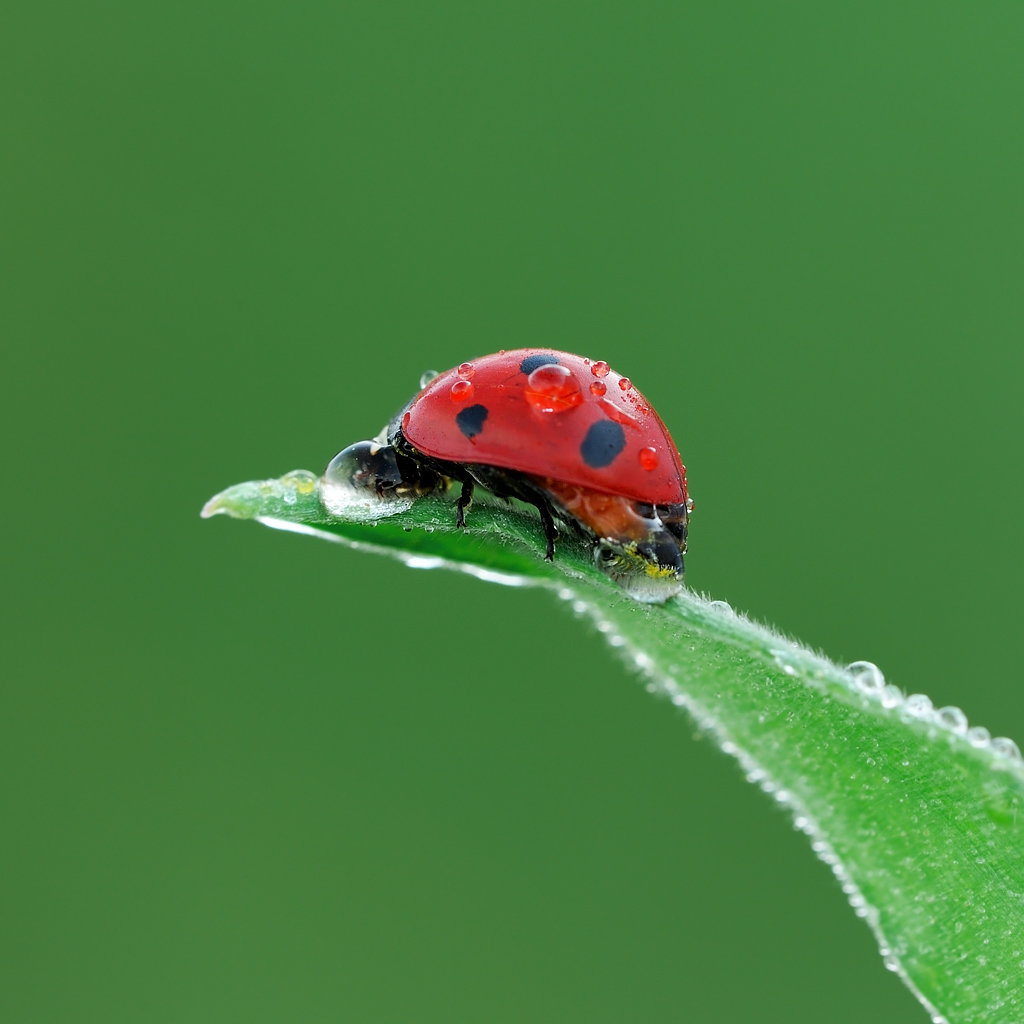 Coccinella ibernata