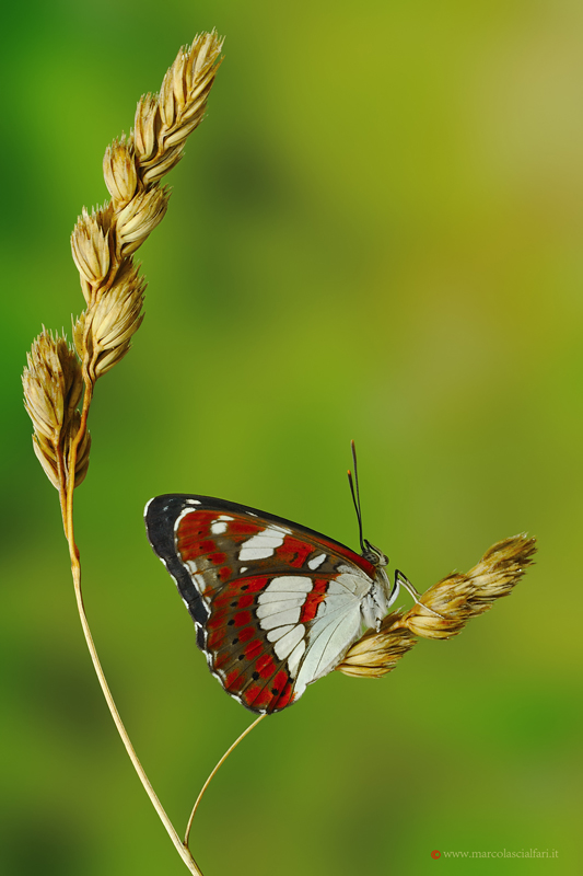 Limenitis reducta