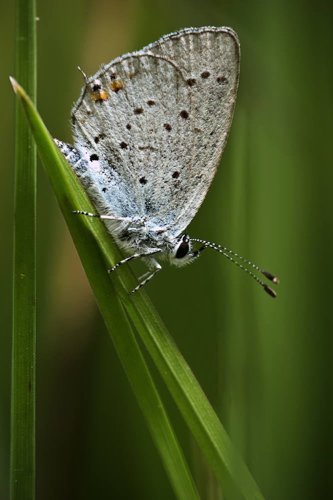 Farfalla a riparo nell'erba!
