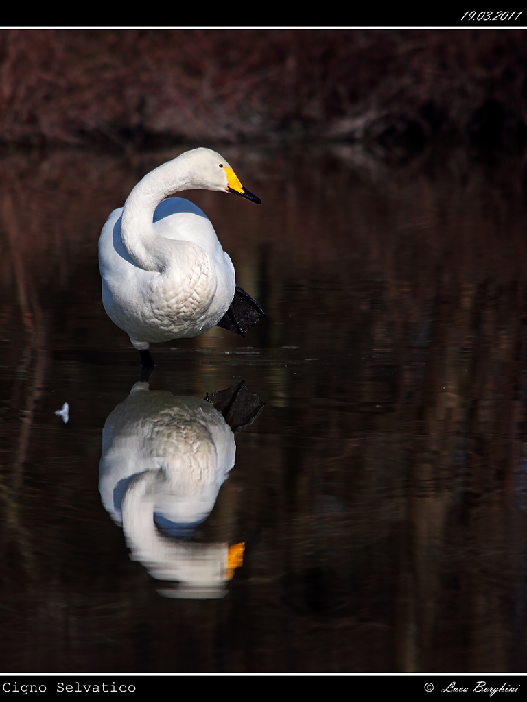 Cigno Selvatico # 2