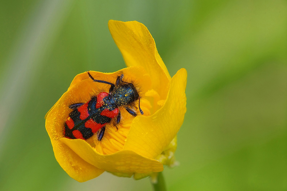 ...Come Una Culla...!!!