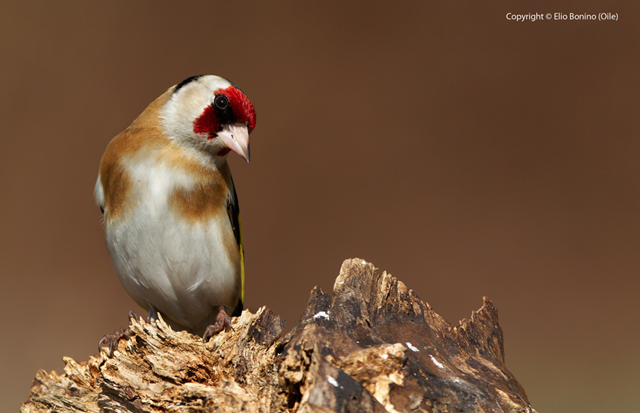 Cardellino (Carduelis carduelis)