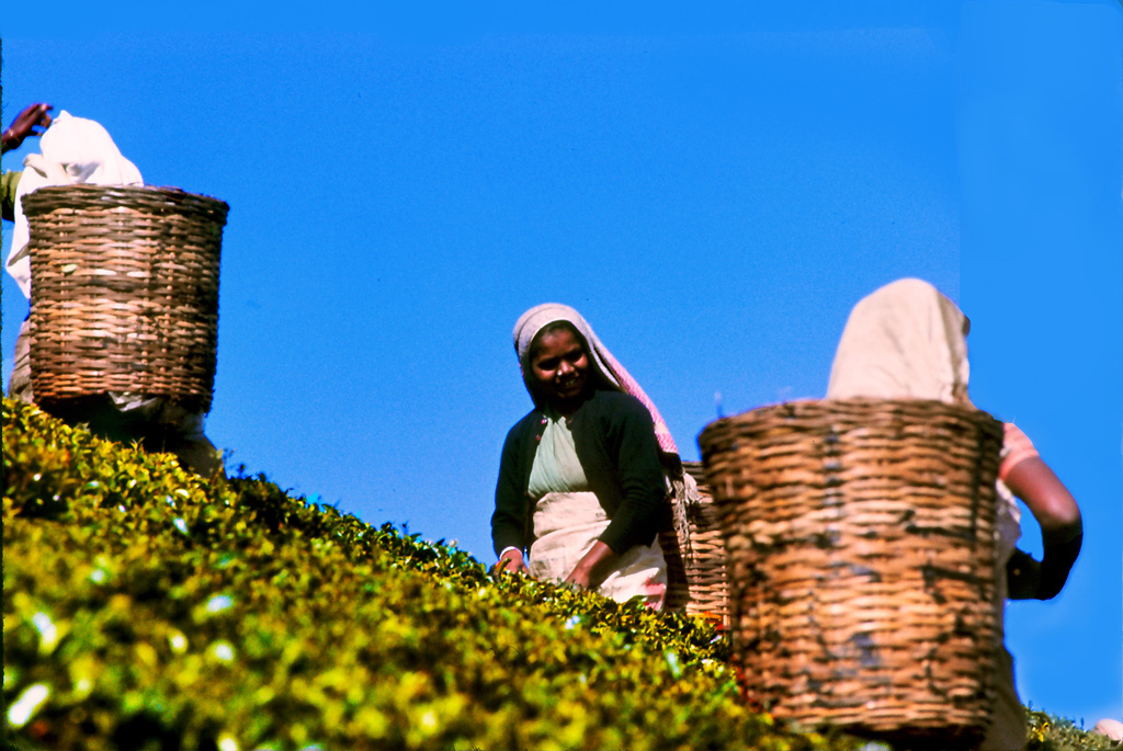 Donne  piantagione t�