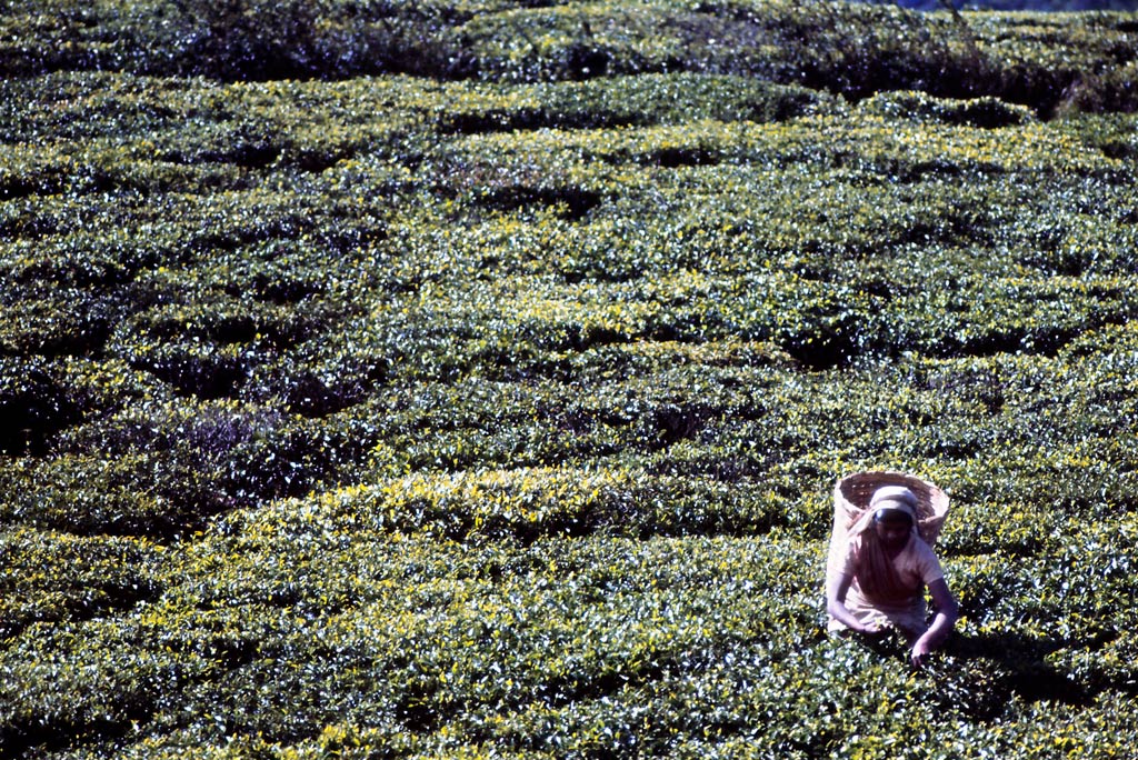 Piantagione t� donna