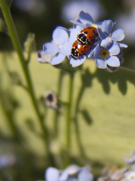 non ti scordar di me...