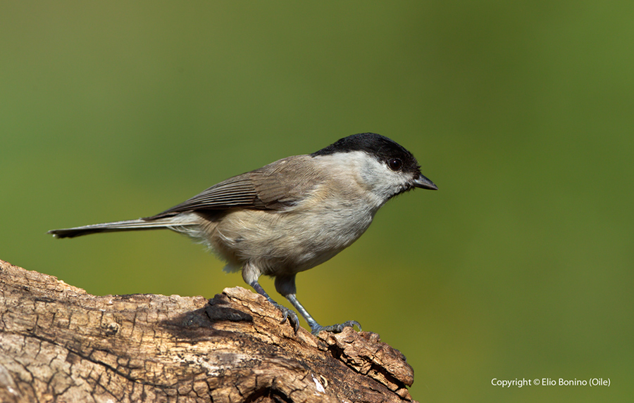 Cincia bigia (Parus palustris)