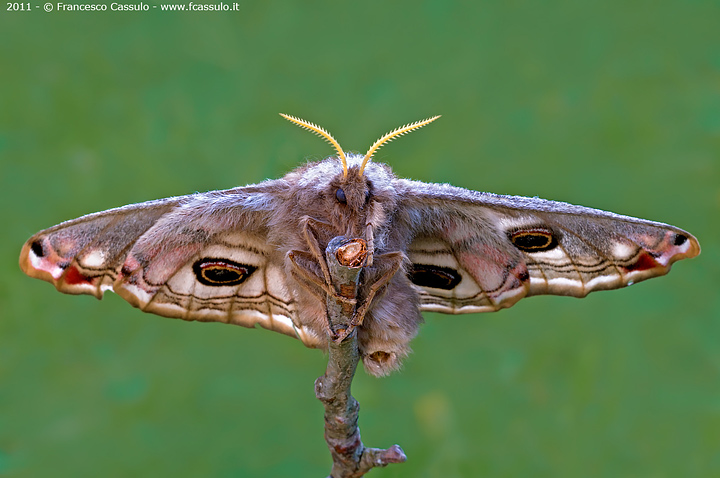 Saturnia pavoniella - femmina