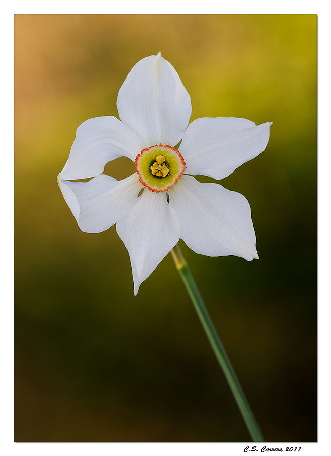 Narcissus Po�ticus