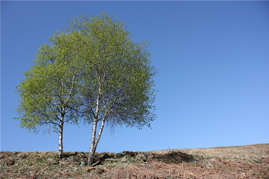Alberi in montagna - 1