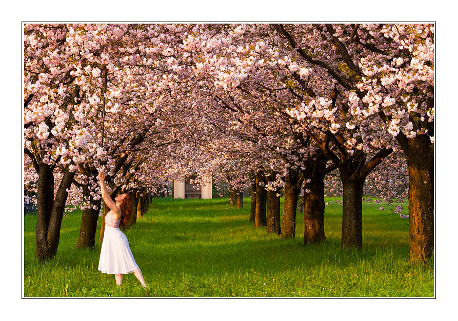 Il giardino dei ciliegi