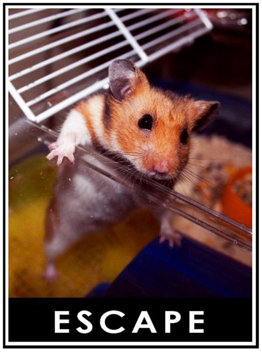 ESCAPE