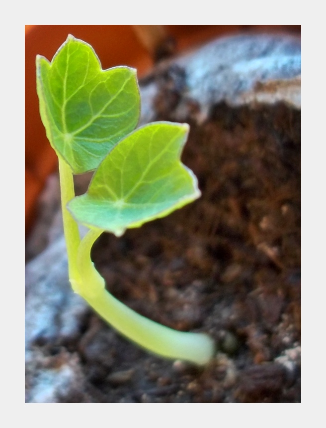 piantina della serra