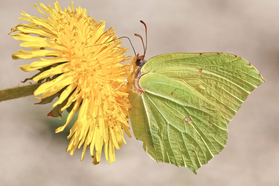 Gonepteryx cleopatra